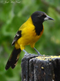 Audubon's Oriole: Salineņo, TX