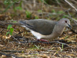 White-tipped Dove: Leptotila verreauxi, Salineņo, TX