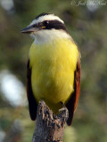 Great Kiskadee: Salineņo, TX
