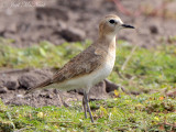 Mountain Plover: Willacy Co., TX