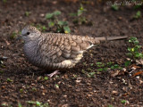 Inca Dove: Columbina inca, Estero Llano Grande State Park
