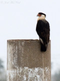 Crested Caracara: Caracara cheriway, Hidalgo Co., TX