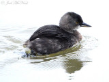 Least Grebe: Tachybaptus dominicus, Estero Llano Grande State Park
