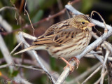 Savannah Sparrow; Bartow Co., GA