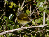 American Redstart: Savannah NWR, SC