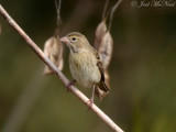 Dickcissel: Harris Neck NWR, McIntosh Co., GA