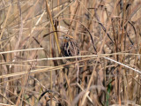 Le Contes Sparrow: Harris Neck NWR, McIntosh Co., GA