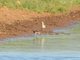 Pectoral Sandpiper & Stilt Sandpiper