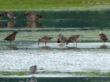 Long-billed Dowitchers: Bartow Co., GA