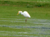 Cattle Egret: Bartow Co., GA