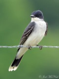 Eastern Kingbird: Bartow Co., GA