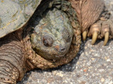 Snapping Turtle: Bartow Co., GA