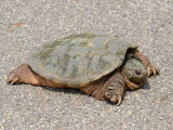 Snapping Turtle: Bartow Co., GA