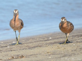 Short-billed Dowitchers: St. Catherines Island- Liberty Co., GA