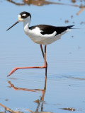 Black-necked Stilt: Altamaha Waterfowl Management Area- McIntosh Co., GA