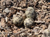 Killdeer nest: Altamaha Waterfowl Management Area- McIntosh Co., GA