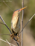 Least Bittern: Altamaha Waterfowl Management Area- McIntosh Co., GA (twig photoshopped out)