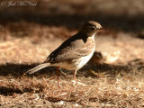 American Pipit: St. Catherines Island- Liberty Co., GA