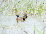 Blue-winged Teal: <i>Anas discors</i>, Altamaha Waterfowl Management Area