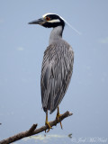 Yellow-crowned Night-Heron: Harris Neck NWR