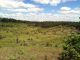 Open grassland/savannah: Crawford Co., MI
