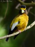 male Evening Grosbeak: Crawford Co., MI