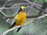 male Evening Grosbeak: Crawford Co., MI