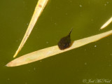 American Toad tadpole: Elyria, OH