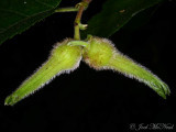 Beaked Hazelnut: <i>Corylus cornuta</i>
