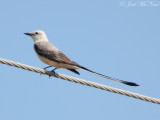 Scissor-tailed Flycatcher: Bartow Co., GA