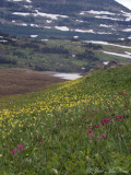 Alpine Paintbrush (<i>Castilleja rhexifolia</i>) and Glacier Lilies (<i>Erythronium grandiflorum</i>)- Glacier National Park