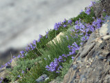 Lyalls Beardtongue: <i>Penstemon lyallii</i>- Glacier National Park; Glacier Co., MT