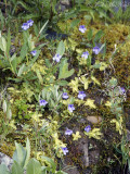 Common Butterwort: <i>Pinguicula vulgaris</i>- Glacier National Park; Glacier Co., MT