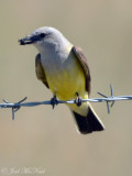 Western Kingbird: Bowdoin NWR, Phillips Co., MT