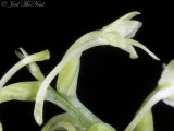 Small Green Wood Orchid: <i>Platanthera clavellata</i>