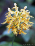 Yellow Fringed Orchid: <i>Platanthera ciliaris</i>