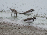 Semipalmated Plovers and Semipalmated Sandpiper: Bartow Co., GA