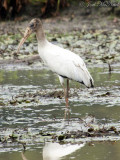 juvenile Wood Stork; Bartow Co., GA