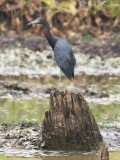Adult Little Blue Heron; Bartow Co., GA