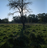 lone tree