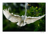 Great Egret