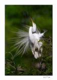 Great Egret