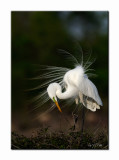 Great Egret - High Island