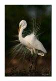 Great Egret - High Island