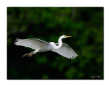 Great Egret