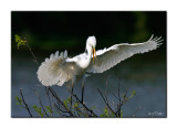 Great Egret