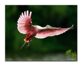 Spoonbill