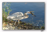 Great Blue Heron