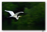 Great Egret