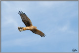 Northern harrier